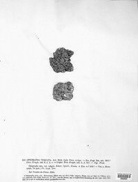 Opegrapha vulgata image